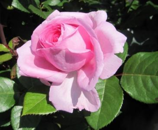 Edelrose Ghita Renaissance
